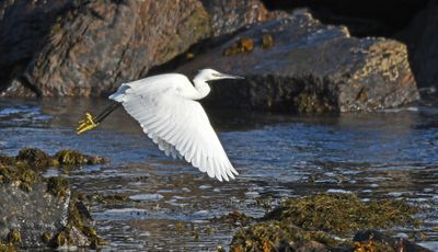 Little Egret
