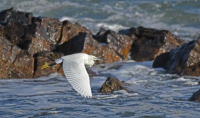 Little Egret