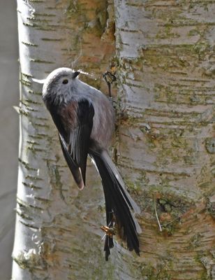 Long-tailed Tit