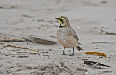 Shore Lark