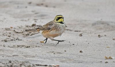 Shore Lark
