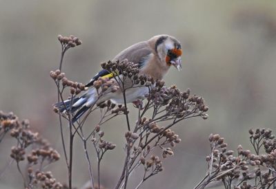 Goldfinch