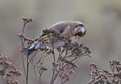 Goldfinch