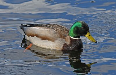 Mallard