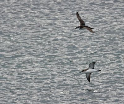 Manx Shearwater