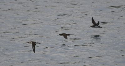 Manx Shearwater