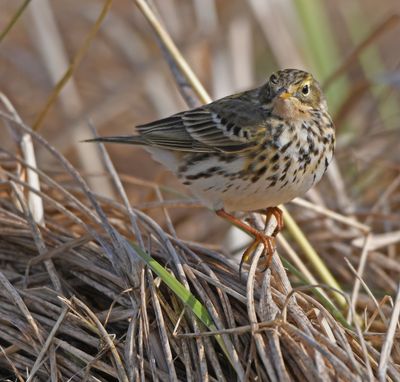 Meadow Pipit