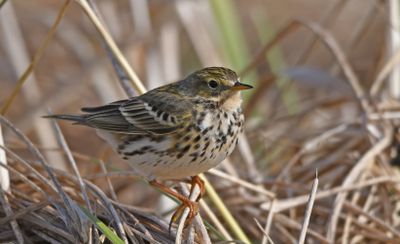 Meadow Pipit