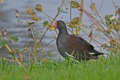 Moorhen