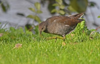 Moorhen