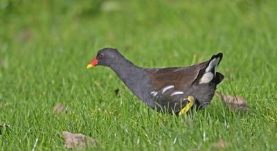 Moorhen