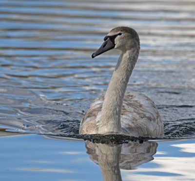 Mute Swan