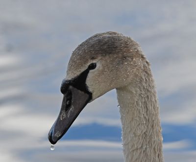 Mute Swan