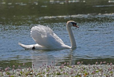 Mute Swan