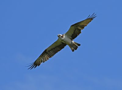 Osprey
