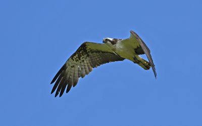 Osprey