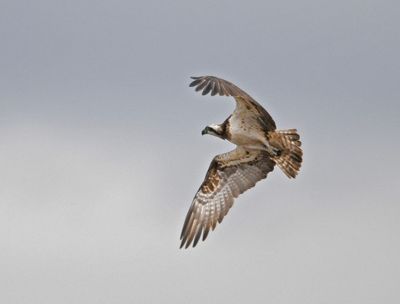 Osprey