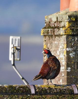 Pheasant