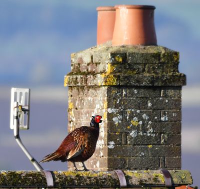 Pheasant