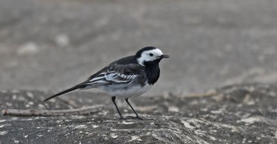 Pied Wagtail
