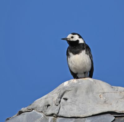Pied Wagtail