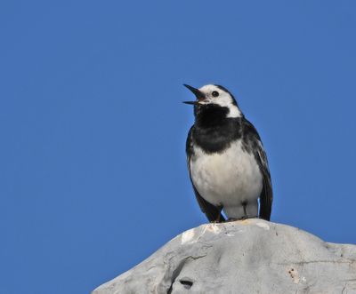 Pied Wagtail