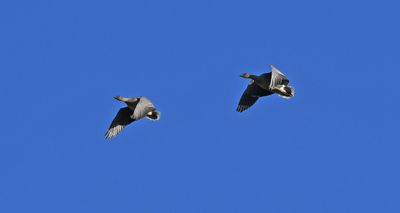 Pink-footed Geese