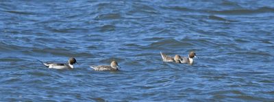 Pintail