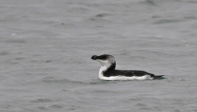 Razorbill