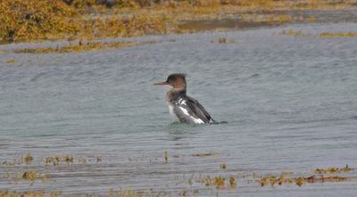 Red-breasted Merganser