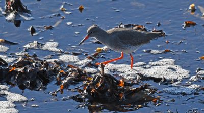 Redshank