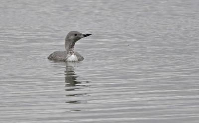 Red-throated Diver