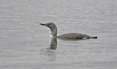 Red-throated Diver