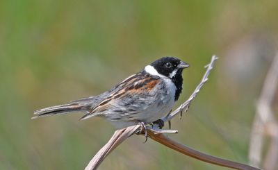 Reed Bunting