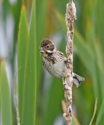 Reed Bunting