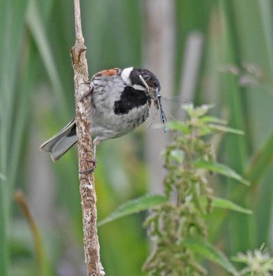 Reed Bunting