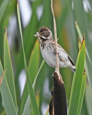 Reed Bunting
