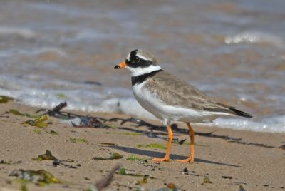 Ringed Plover