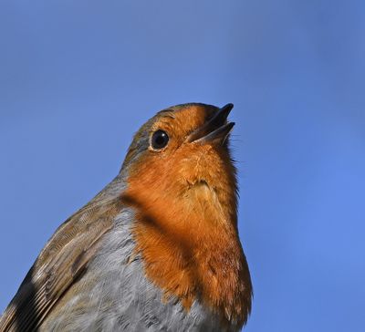 Robin