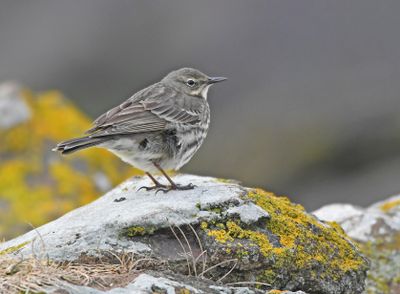 Rock Pipit
