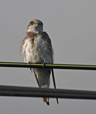 Sand Martin