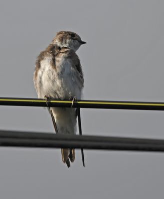 Sand Martin