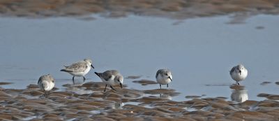 Sanderling