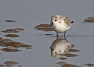 Sanderling