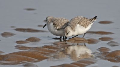 Sanderling