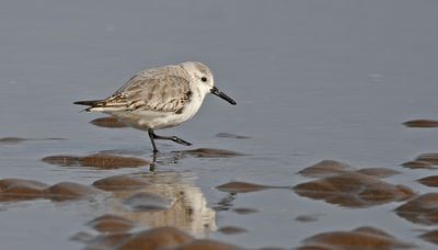 Sanderling