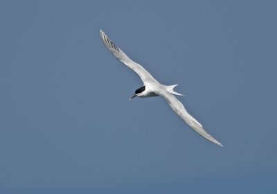 Sandwich Tern