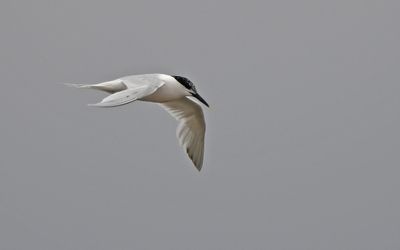 Sandwich Tern