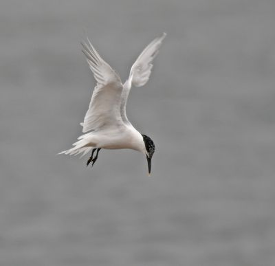 Sandwich Tern