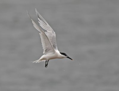 Sandwich Tern